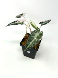 Alocasia Bambino Pink Variegated B