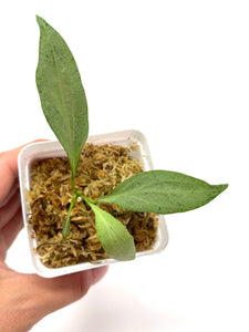 Hoya Nicolsoniae New Guinea Ghost