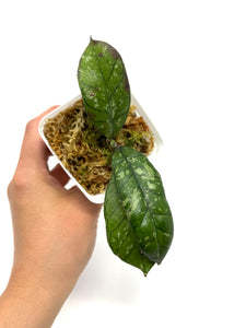 Hoya Gunung Gading Ghost C