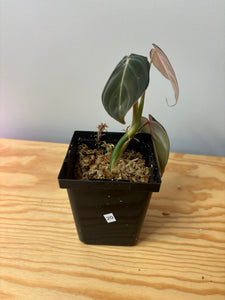 20. Philodendron Melanochrysum