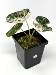 Alocasia Black Velvet Variegated B