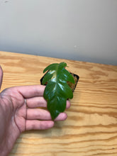 Load image into Gallery viewer, 56. Philodendron Mayoi (juvenile)