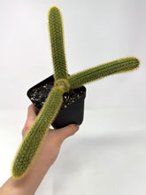 Load image into Gallery viewer, Cleistocactus Winteri “Golden Rat Tail” - Ships within Canada only