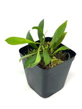 Load image into Gallery viewer, Hoya Pubera