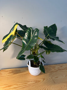 301. Philodendron Burle Marx Variegated (10” pot)