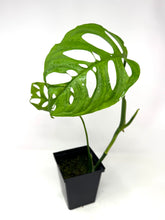 Load image into Gallery viewer, Monstera Esqueleto