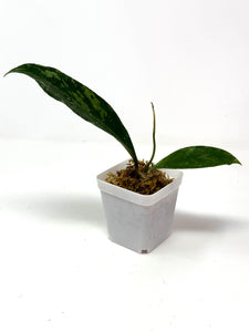 Hoya Estrellaensis