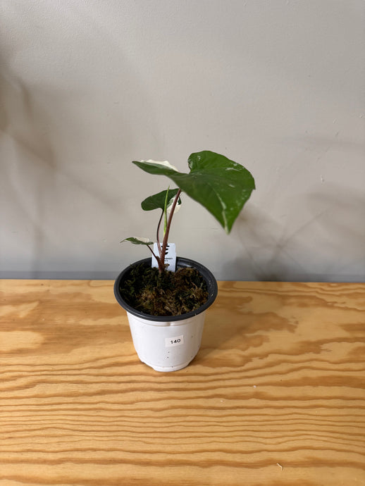 140. Syngonium Podophyllum Albo Variegated
