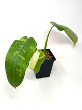 Load image into Gallery viewer, Philodendron Jose Buono