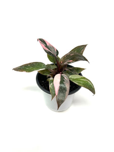 Philodendron Pink Princess (high variegation)