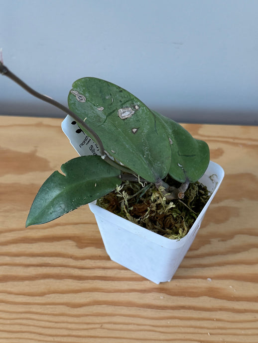169. Hoya Silver Dollar