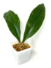 Load image into Gallery viewer, Hoya Chicken Farm