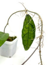 Load image into Gallery viewer, Hoya Finlaysonii ‘Philip’