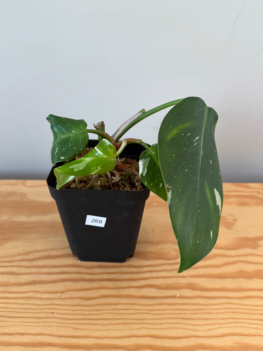 269. Philodendron White Princess