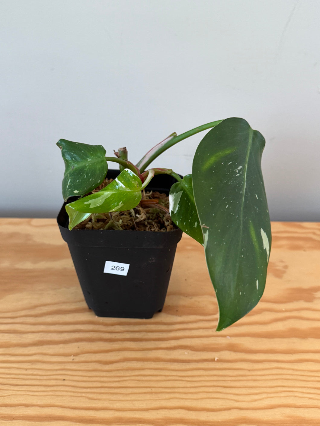 269. Philodendron White Princess