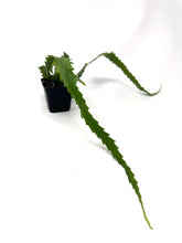 Load image into Gallery viewer, Lepismium Houlletianum ‘Snowdrop Cactus’ (ships within Canada only)