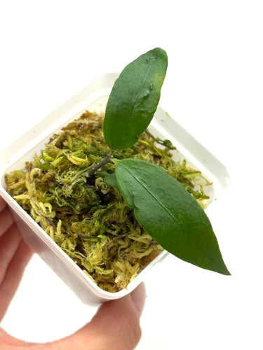 Hoya Liwa