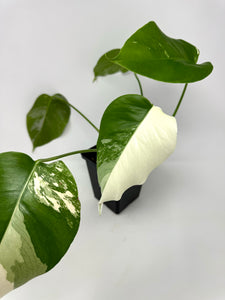 Monstera Deliciosa Albo Variegated I