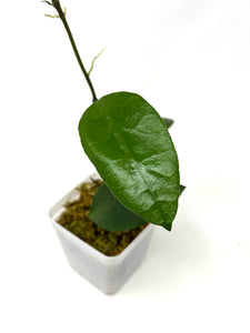 Hoya Benchaii