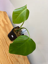 Load image into Gallery viewer, 154. Monstera Deliciosa Albo Variegated (reverted)