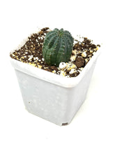 Load image into Gallery viewer, Euphorbia Obesa (Ships within Canada only)