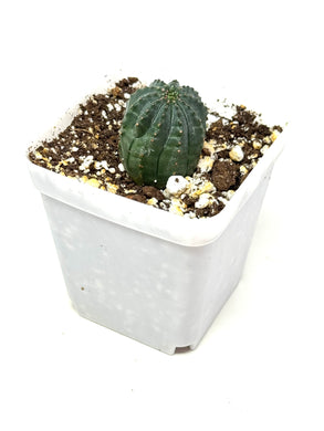 Euphorbia Obesa (Ships within Canada only)