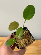 Load image into Gallery viewer, 2. Hoya Australis