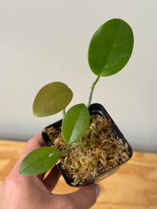 2. Hoya Australis