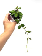 Load image into Gallery viewer, Hoya Bilobata