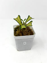 Load image into Gallery viewer, Hoya Manipurensis Variegated D