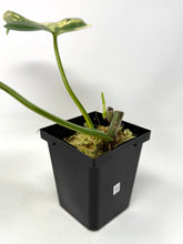 Load image into Gallery viewer, Philodendron Bipennifolium Violin Variegated G