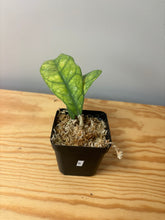 Load image into Gallery viewer, 9.Hoya Deykeae