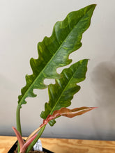 Load image into Gallery viewer, 129. Philodendron Ring of Fire