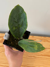 Load image into Gallery viewer, 256. Hoya Lambii