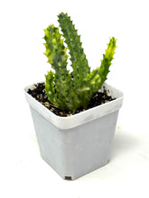 Load image into Gallery viewer, Stapelia Orbea Variegated (Ships within Canada only)
