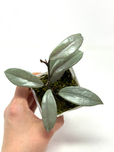 Load image into Gallery viewer, Hoya Wilbur Graves Silver C