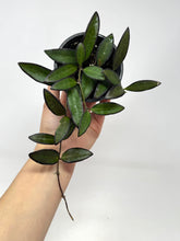 Load image into Gallery viewer, Hoya Rosita