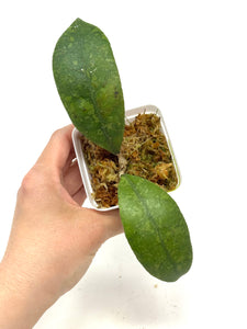 Hoya Lambii Silver G
