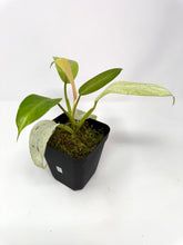 Load image into Gallery viewer, Philodendron Whipple Way D