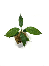 Load image into Gallery viewer, Hoya Multiflora Splash