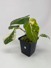 Load image into Gallery viewer, Philodendron Gloriosum Variegated A