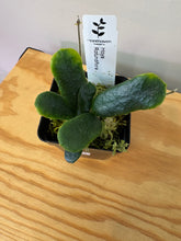 Load image into Gallery viewer, 137. Hoya Rotundiflora