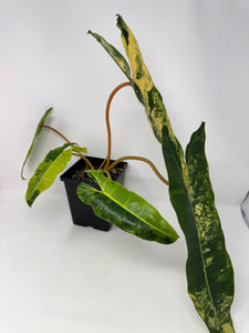 Philodendron Billietiae Variegated C