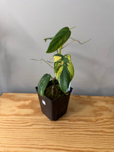 Load image into Gallery viewer, 94. Philodendron Bipennifolium Variegated ‘Violin’
