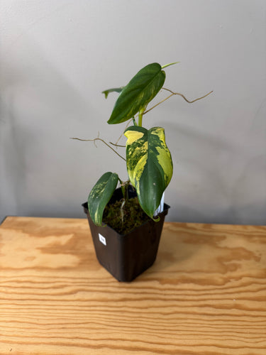94. Philodendron Bipennifolium Variegated ‘Violin’