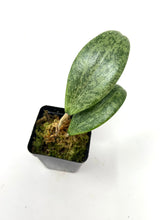 Load image into Gallery viewer, Hoya Wibergiae