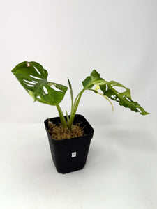 Monstera Adansonii Variegated F