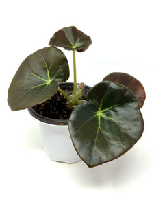 Begonia Beefsteak