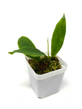 Load image into Gallery viewer, Hoya Darwinii Pink