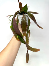 Load image into Gallery viewer, Pseudorhipsalis Ramulosa (Ships within Canada only)